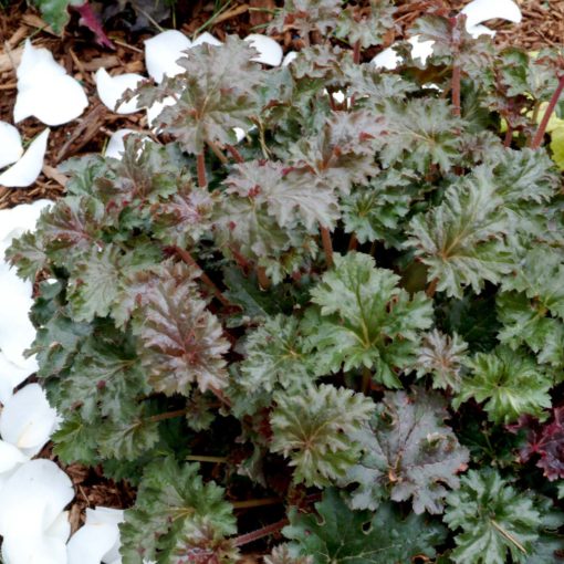 Heuchera 'Cafe Ole'