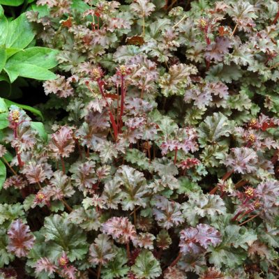 Heuchera 'Cafe Ole'