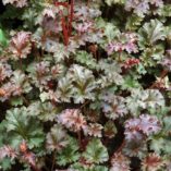 Heuchera 'Cafe Ole'