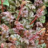 Heuchera 'Cafe Ole'