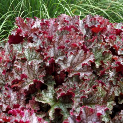 Heuchera 'Can Can'