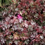 Heuchera 'Can Can'