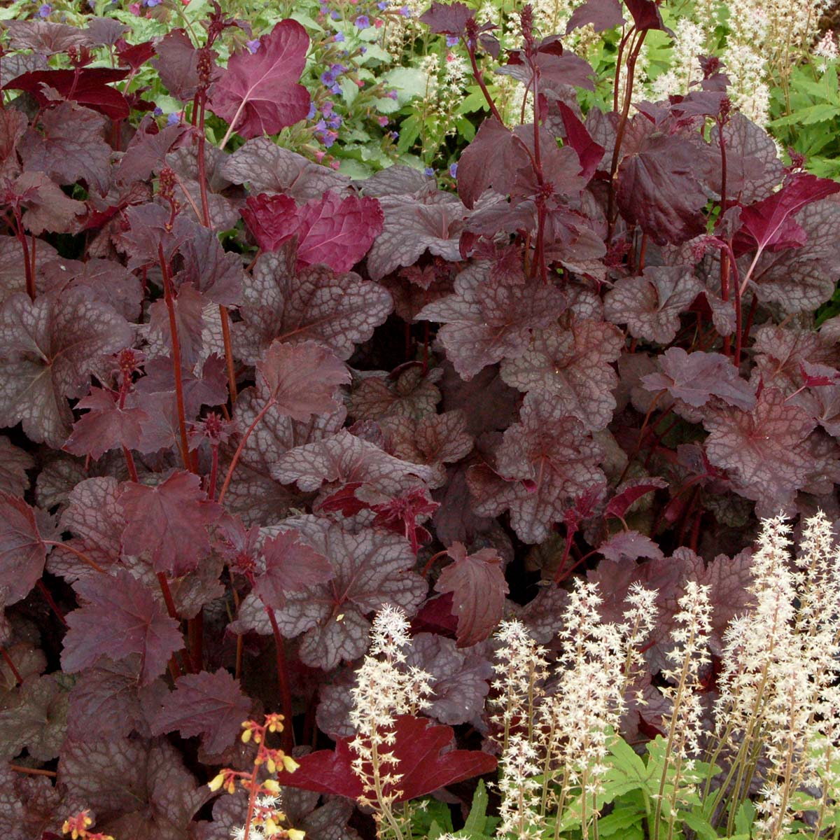 Heuchera 'Cathedral Windows'