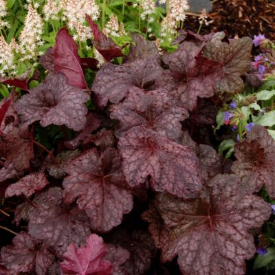 Heuchera 'Cathedral Windows'