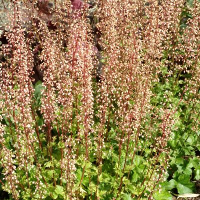 Heuchera 'Champagne Bubbles'