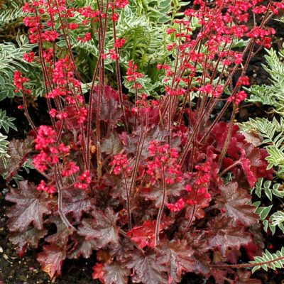 Heuchera 'Cherries Jubilee'