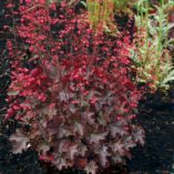 Heuchera 'Cherries Jubilee'