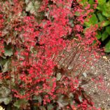 Heuchera 'Cherries Jubilee'