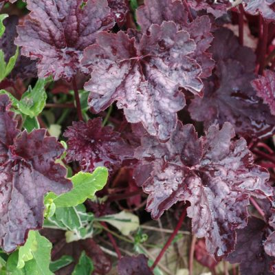 Heuchera 'Chocolate Veil'