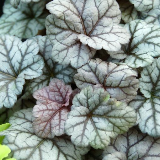 Heuchera 'Cinnabar Silver'