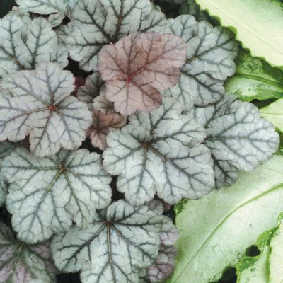 Heuchera 'Cinnabar Silver'