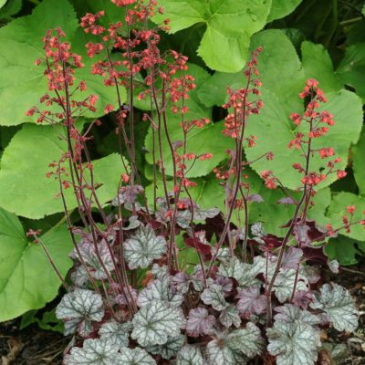 Heuchera 'Cinnabar Silver'