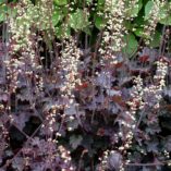 Heuchera 'City Lights'