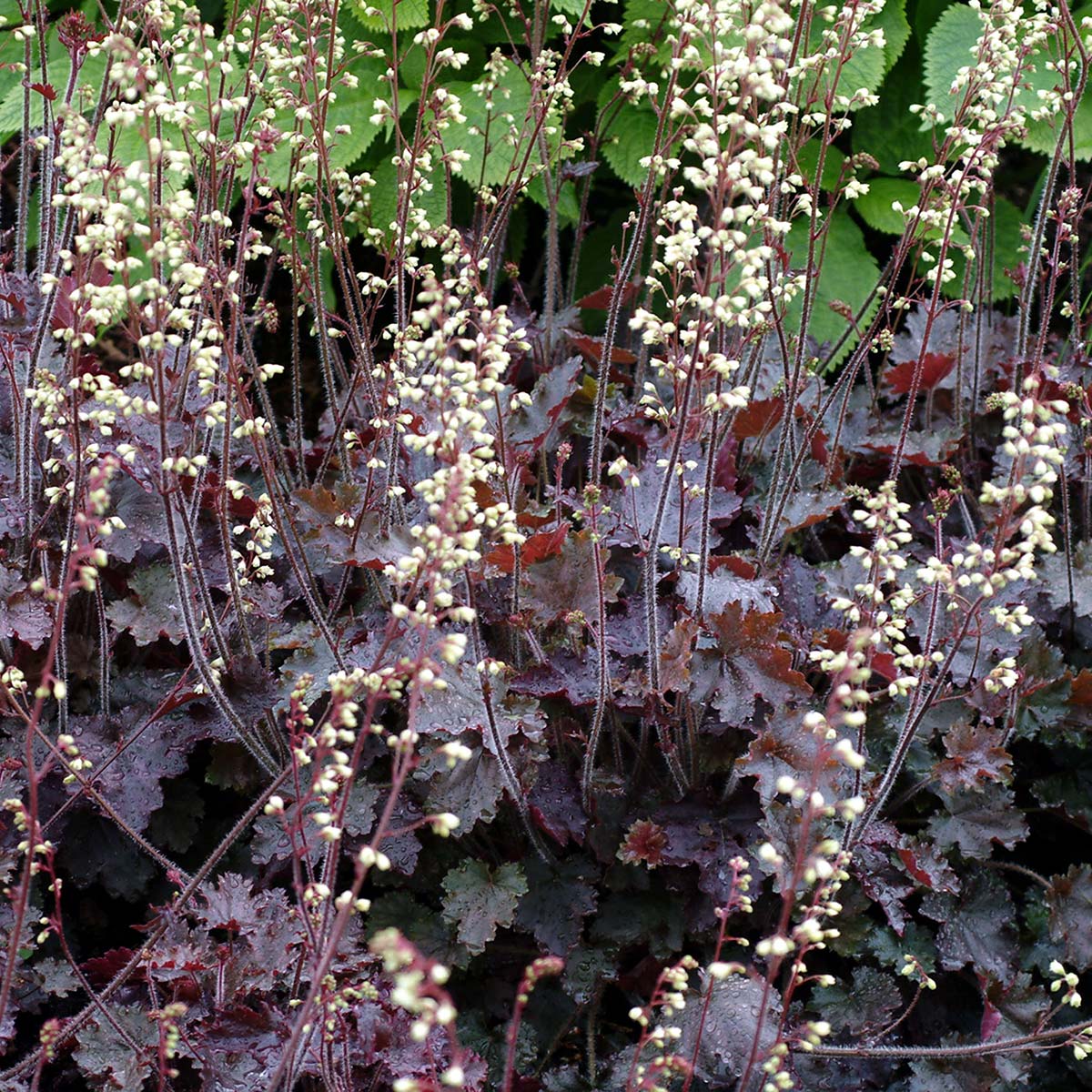 Heuchera 'City Lights'