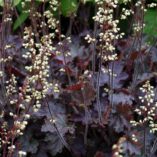 Heuchera 'City Lights'