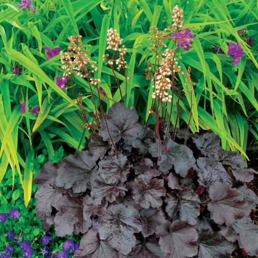 Heuchera 'Creole Nights'