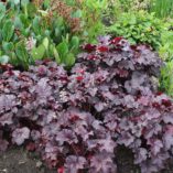 Heuchera 'Creole Nights'