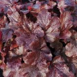 Heuchera 'Creole Nights'