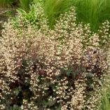 Heuchera 'Ebony & Ivory'