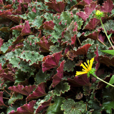 Heuchera 'Ebony & Ivory'