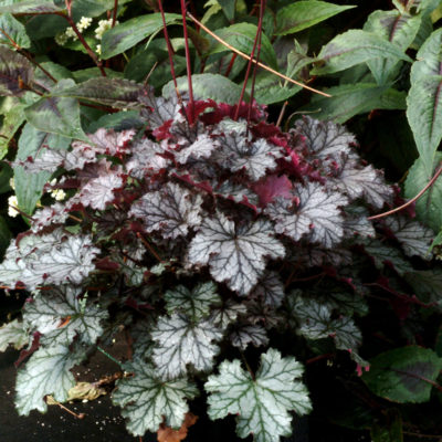 Heuchera 'Fandango'