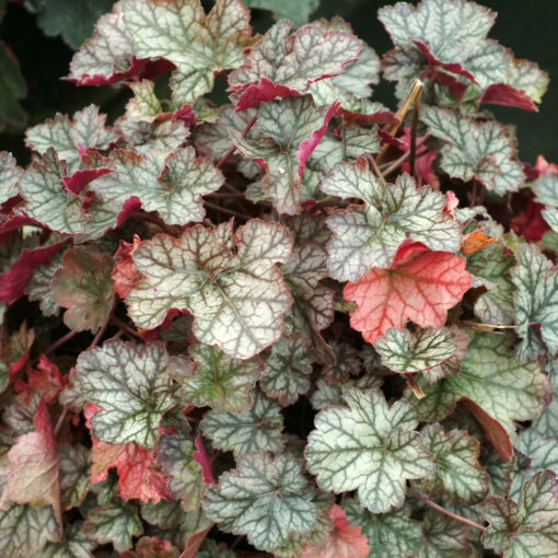 Heuchera 'Fantasia'