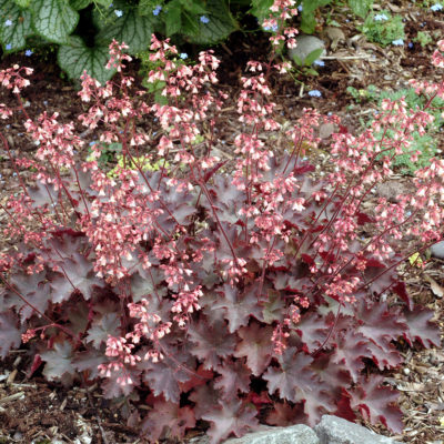 Heuchera 'Fireworks'