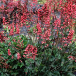 Heuchera 'Florist's Choice'