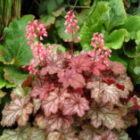 Heuchera LITTLE CUTIES™ 'Ginger Snap'