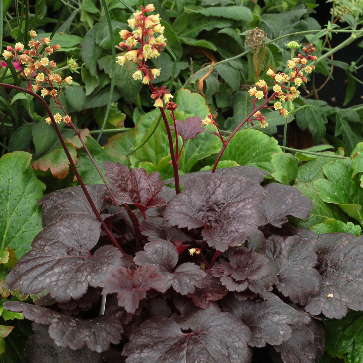 Heuchera 'Gotham'