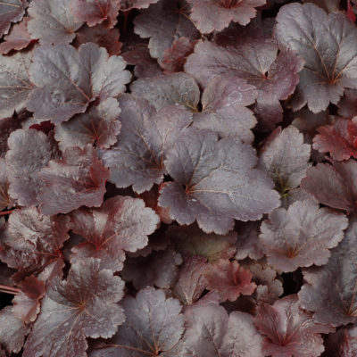 Heuchera 'Gotham'