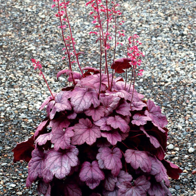 Heuchera 'Grape Soda'