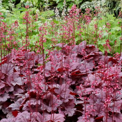 Heuchera 'Grape Soda'