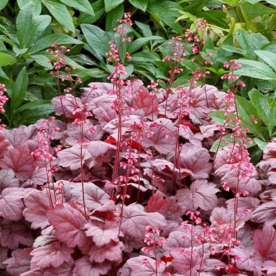 Heuchera 'Grape Soda'