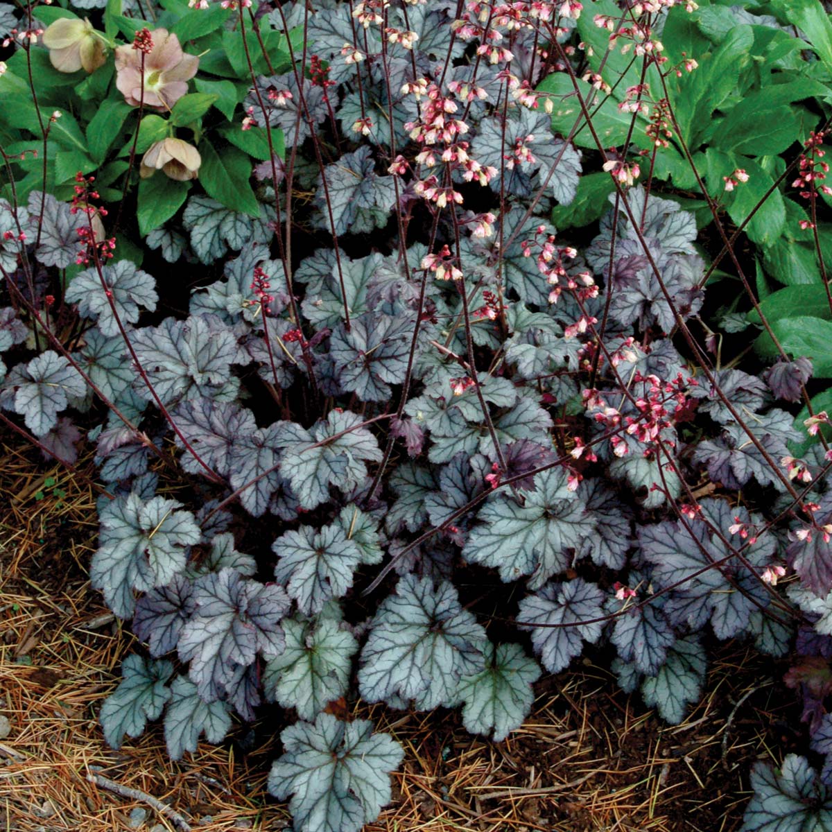 Heuchera 'Gypsy Dancer'