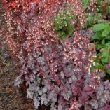 Heuchera 'Gypsy Dancer'