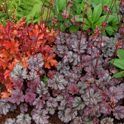 Heuchera 'Gypsy Dancer'