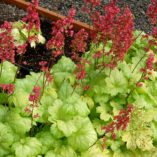 Heuchera 'Havana'