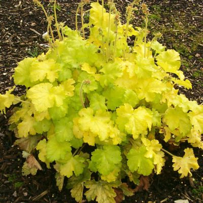 Heuchera 'Lemon Chiffon'