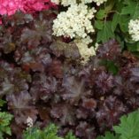 Heuchera 'Licorice'