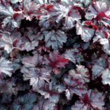 Heuchera 'Licorice'