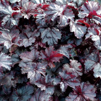 Heuchera 'Licorice'