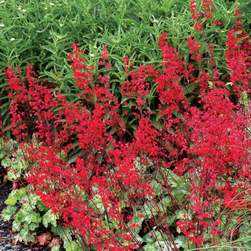 Heuchera 'Lipstick'