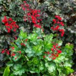 Heuchera 'Lipstick'