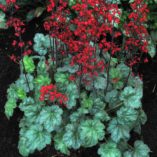 Heuchera 'Lipstick'