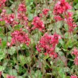 Heuchera 'Magic Wand'