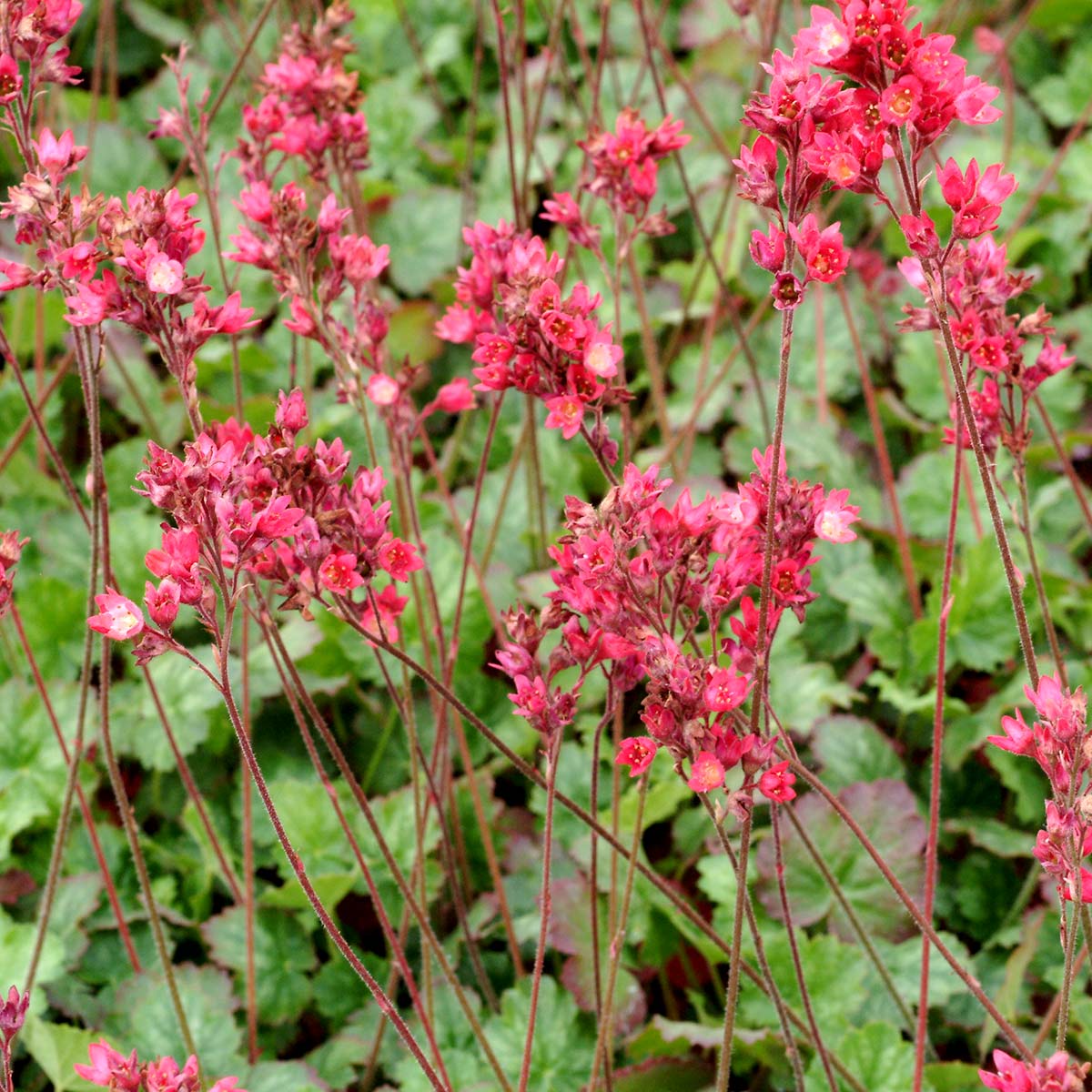 Heuchera 'Magic Wand'