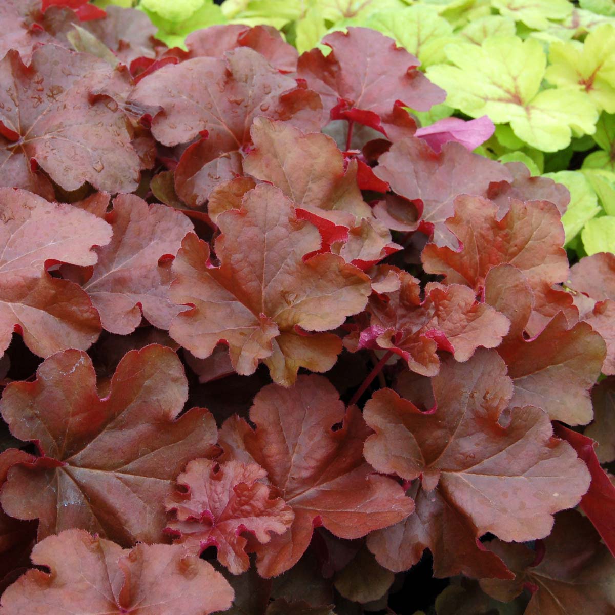 Heuchera 'Mahogany'