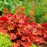 Heuchera 'Mahogany'