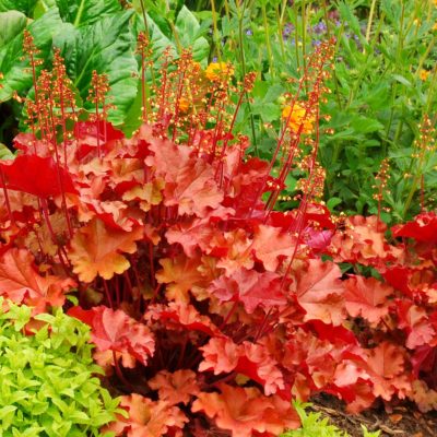 Heuchera 'Mahogany'